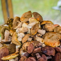 _DSC_7139.jpg