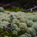 _DSC_1729.jpg