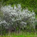_DSC_4324.jpg