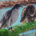 _DSC_8066.jpg