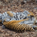 _DSC_8149.jpg