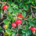 _DSC_0374.jpg