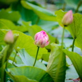 _DSC_1867.jpg