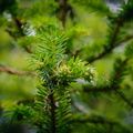 _DSC_4521.jpg