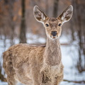 _DSC_1809.jpg